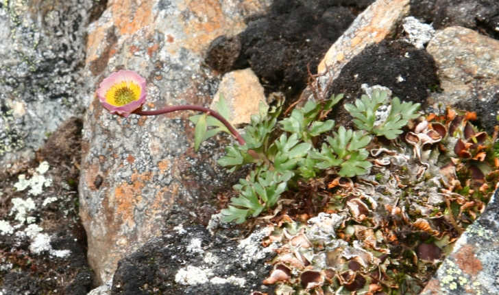 Ranunculus glacialis L., 1753