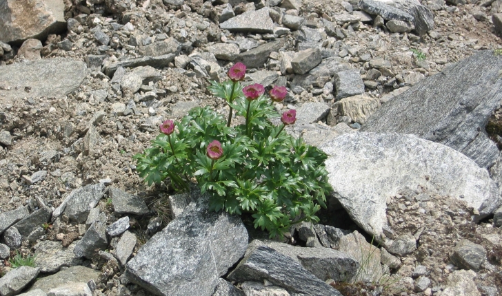 Ranunculus glacialis L., 1753