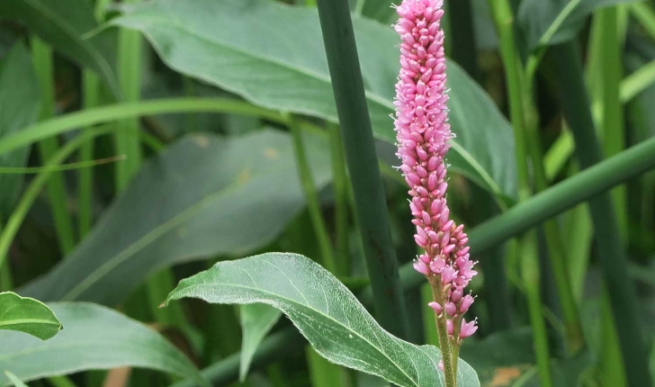 Persicaria amphibia