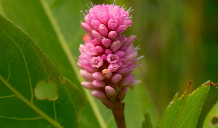 Persicaria amphibia