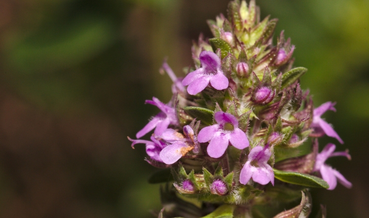 Prunella vulgaris L., 1753