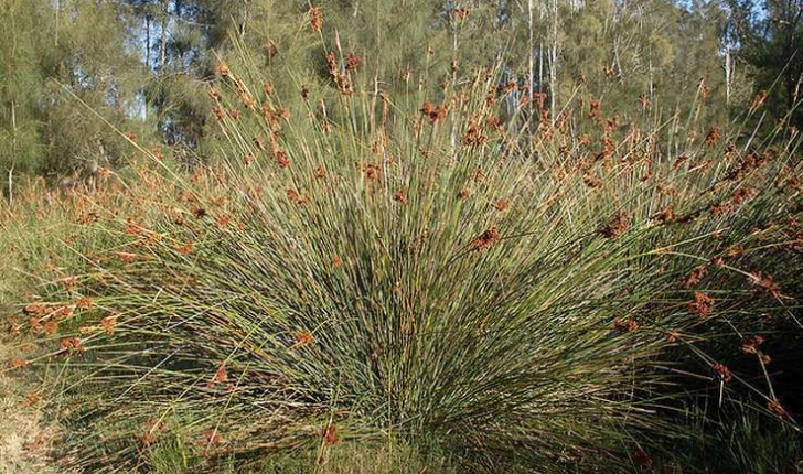 Juncus acutus (Linné, 1753)