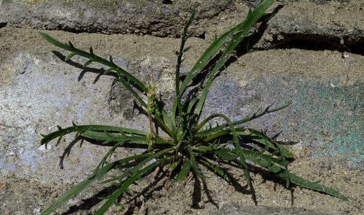 Plantain corne-de-cerf