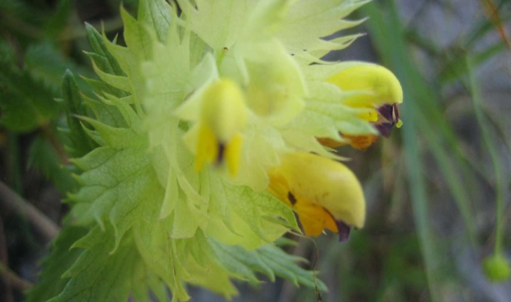 Rhinanthus angustifolius C.C.Gmel.