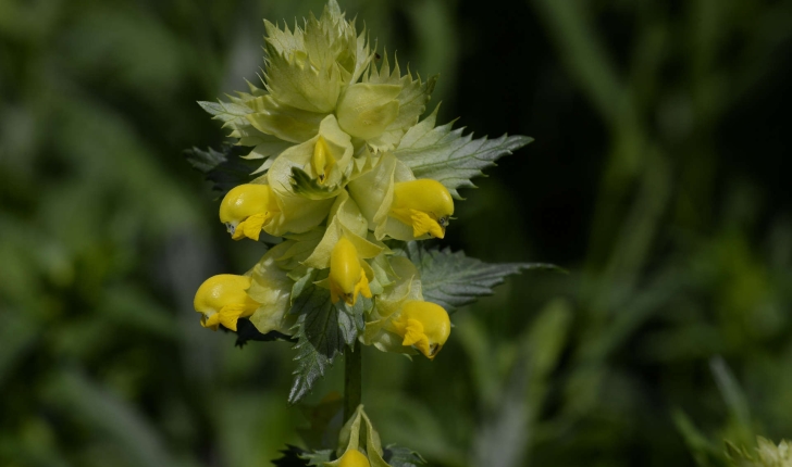 Rhinanthus sp.