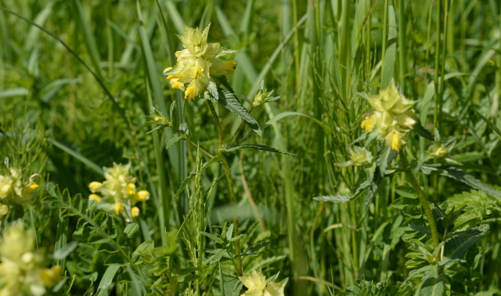 Rhinanthus sp.