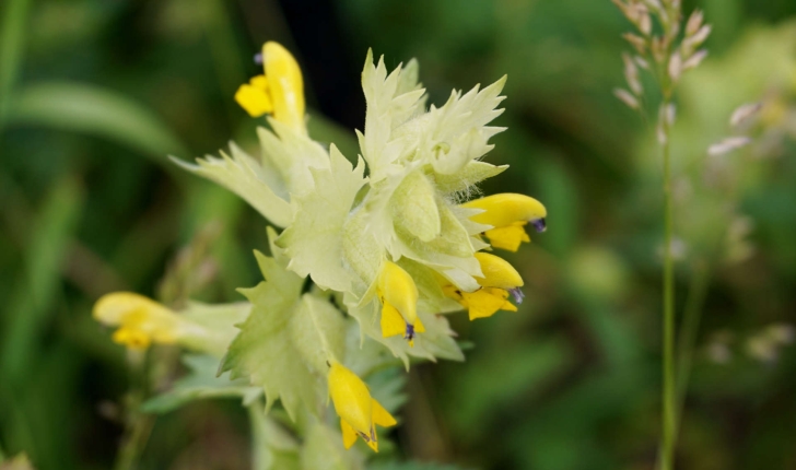 Rhinanthus sp.
