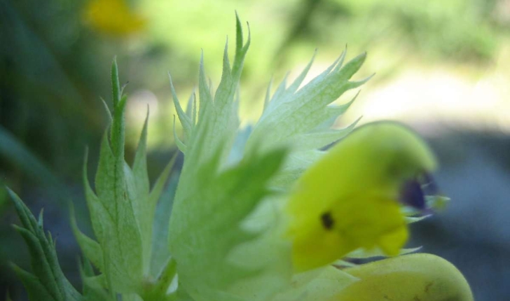 Rhinanthus angustifolius C.C.Gmel.