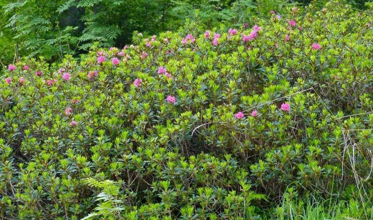 Rhododendron ferrugineum (L., 1753)