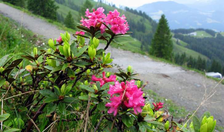 Rhododendron ferrugineum (L., 1753)