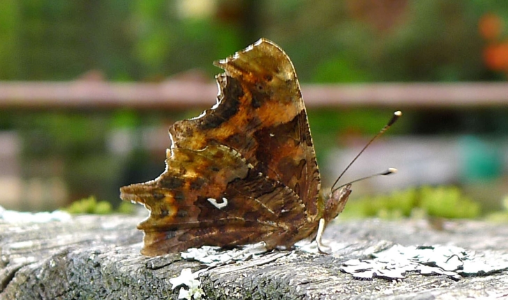 Polygonia c-album (Linnaeus, 1758)