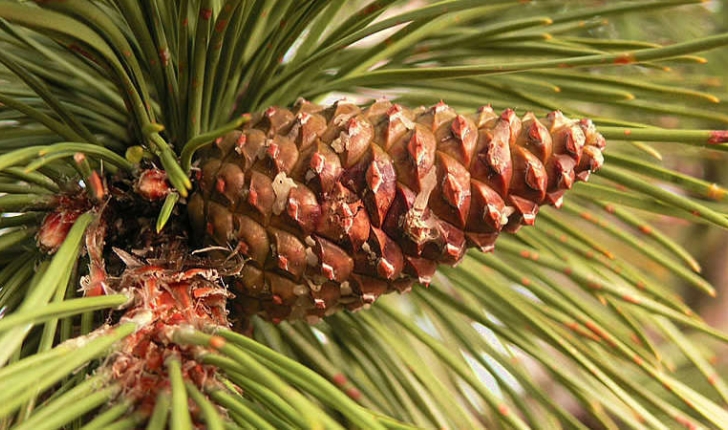 Pinus nigra subsp. laricio (Maire,1928)