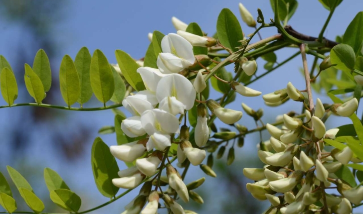 Robinia pseudoacacia