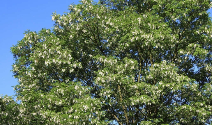 Robinia pseudoacacia