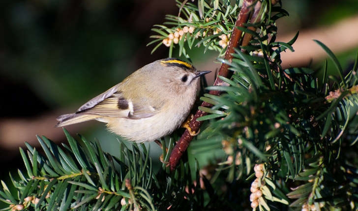 Regulus regulus (Linnaeus, 1758)