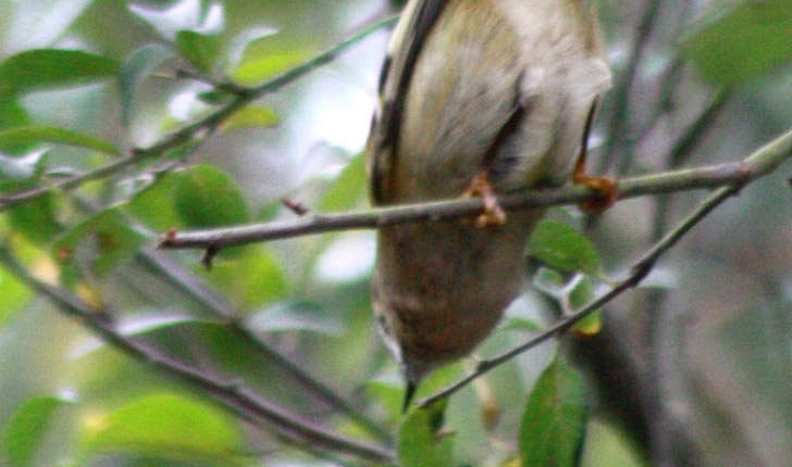 Regulus regulus (Linnaeus, 1758)