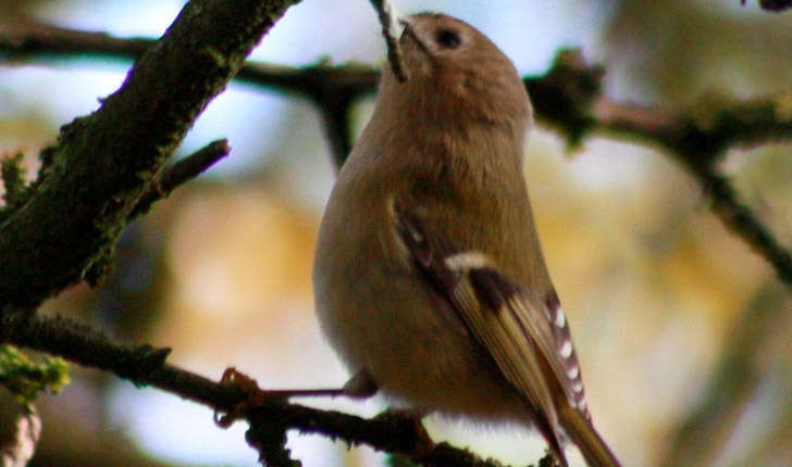 Regulus regulus (Linnaeus, 1758)