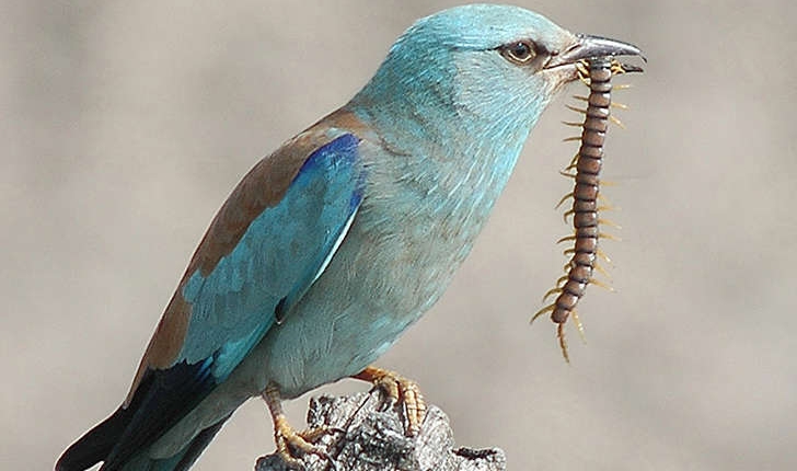 Coracias garrulus (Linnaeus, 1758)