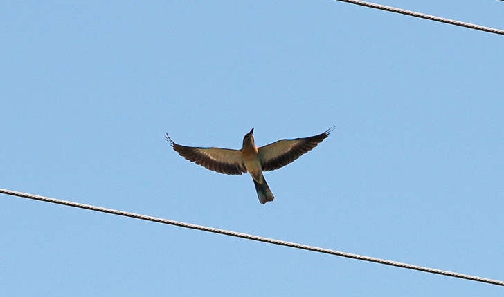 Coracias garrulus (Linnaeus, 1758)