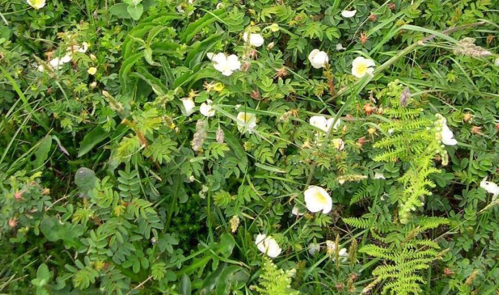 Rosa pimpinellifolia (L., 1753)