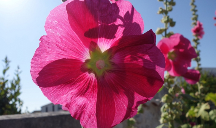Alcea rosea (Linnaeus 1753)