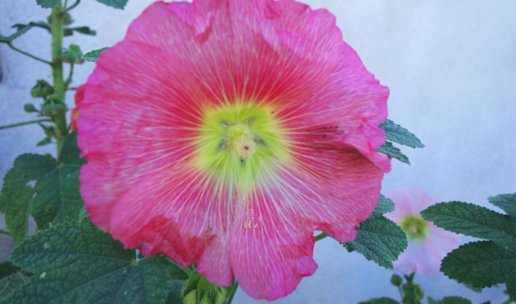 Alcea rosea (Linnaeus 1753)