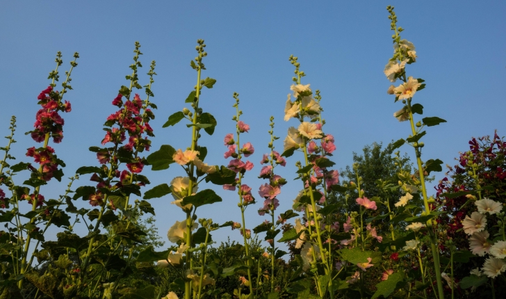 Alcea rosea (Linnaeus 1753)