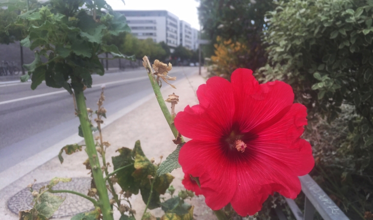 Alcea rosea (Linnaeus 1753)