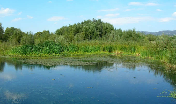 Arundo sp. (L.1753)