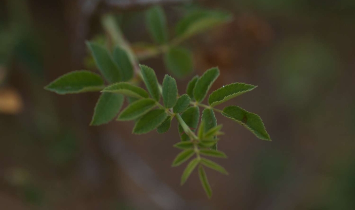 Rosa sp (L., 1753)