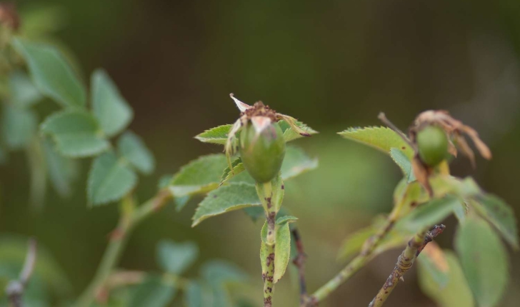 Rosa sp (L., 1753)