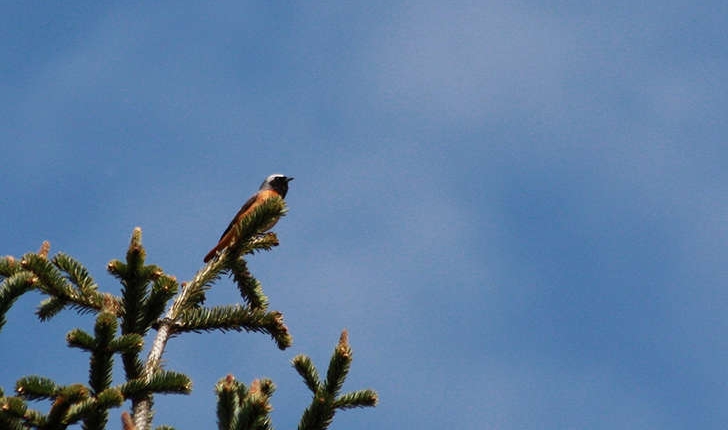 Phoenicurus phoenicurus (Linnaeus, 1758)