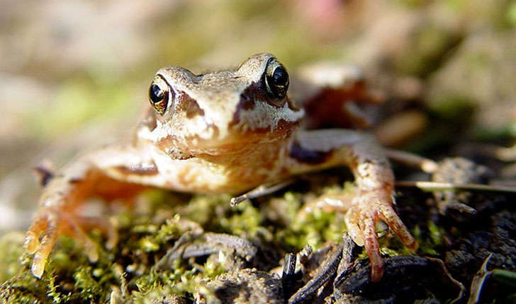 Rana temporaria (Linnaeus, 1758)