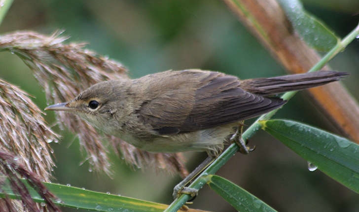 Acrocephalus scirpaceus (Hermann, 1804)