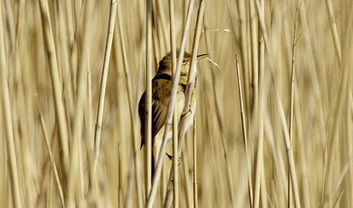 Acrocephalus scirpaceus (Hermann, 1804)