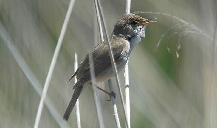 Acrocephalus scirpaceus (Hermann, 1804)