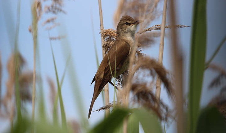 Acrocephalus arundinaceus (Linnaeus, 1758)