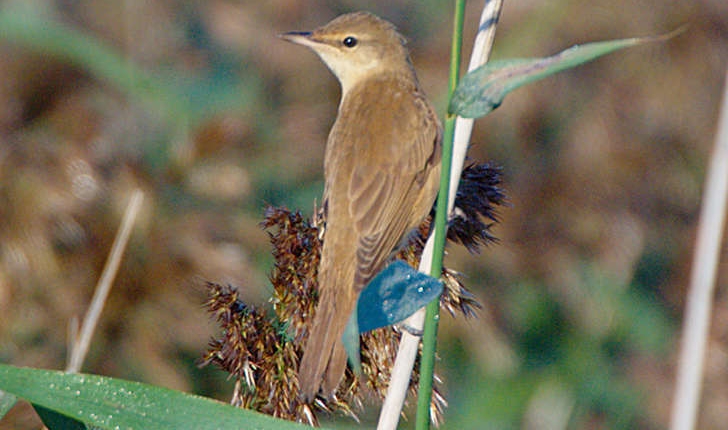 Acrocephalus arundinaceus (Linnaeus, 1758)