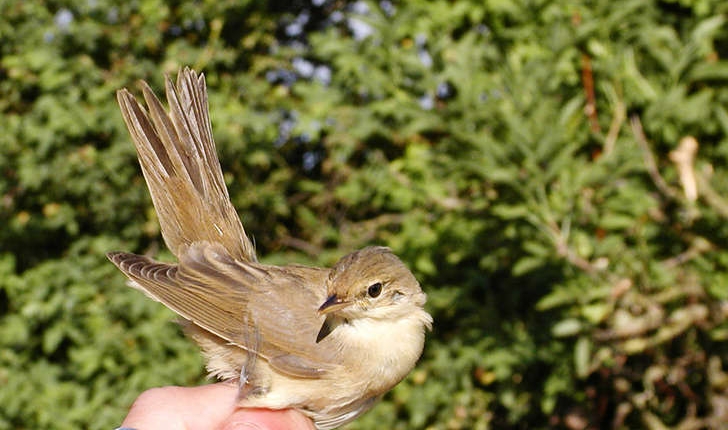 Acrocephalus palustris (Bechstein, 1798)