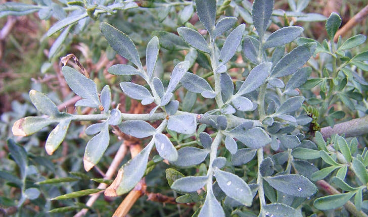 Ruta angustifolia (Person, 1805)
