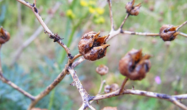 Ruta angustifolia (Person, 1805)