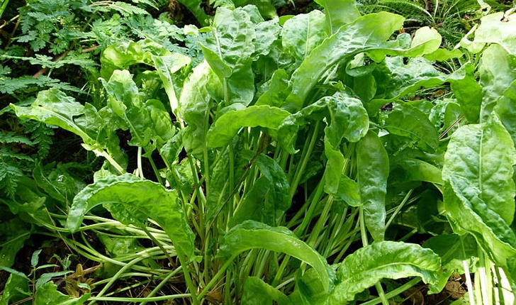 Rumex acetosa