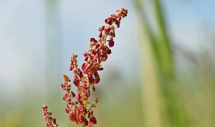 Rumex acetosa