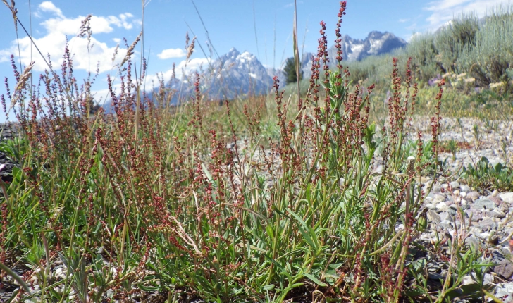 Rumex sp.