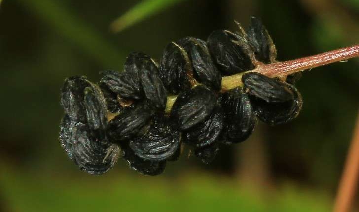 Medicago lupulina (L., 1753)