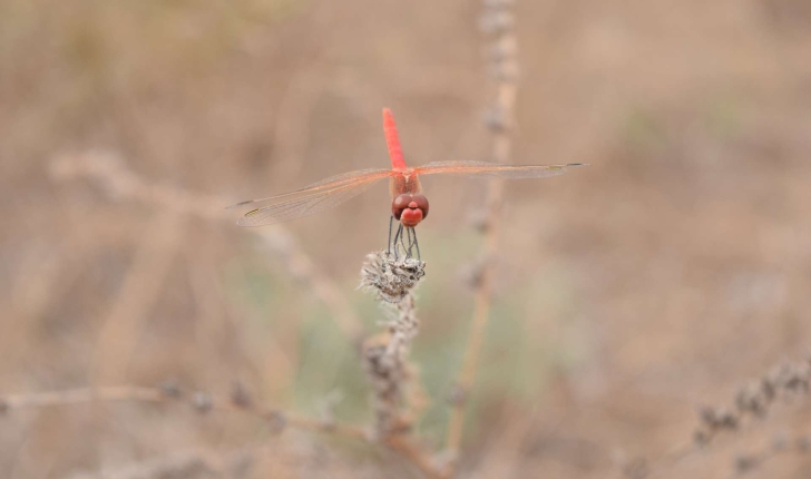 Sympetrum fonscolombii (Sélys, 1840)