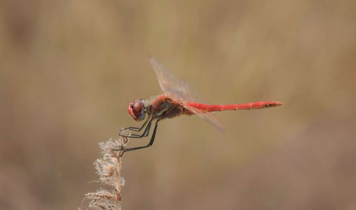 Sympetrum fonscolombii (Sélys, 1840)