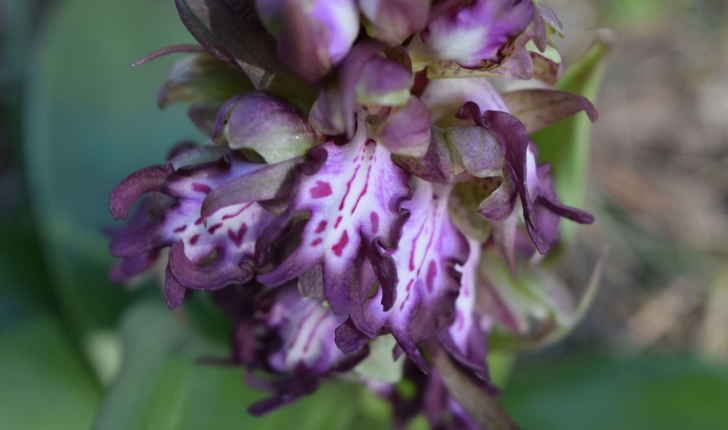 Himantoglossum robertianum (Loisel., P. Delforge, 1999)