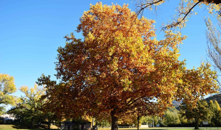 Platanus sp (L.1753)