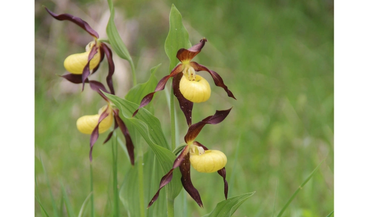 Cypripedium calceolus (L., 1753)